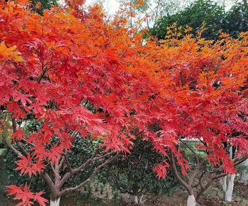 杭州城彩园林：光辉红枫的经济价值和社会意义