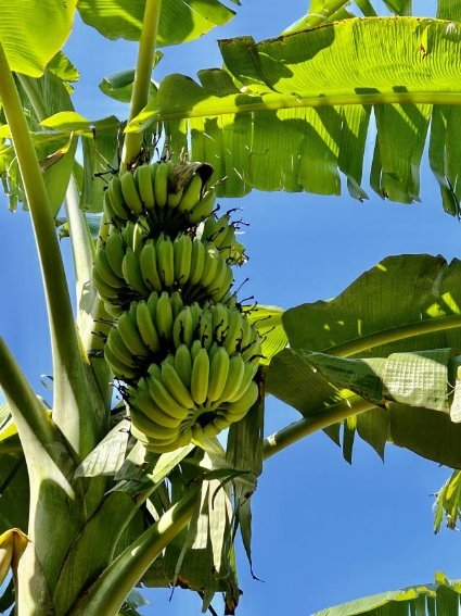 “天之蕉子”高州，香蕉产业如何再续辉煌？